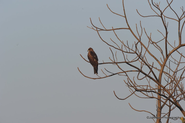 Bhopar Bird Trail 07