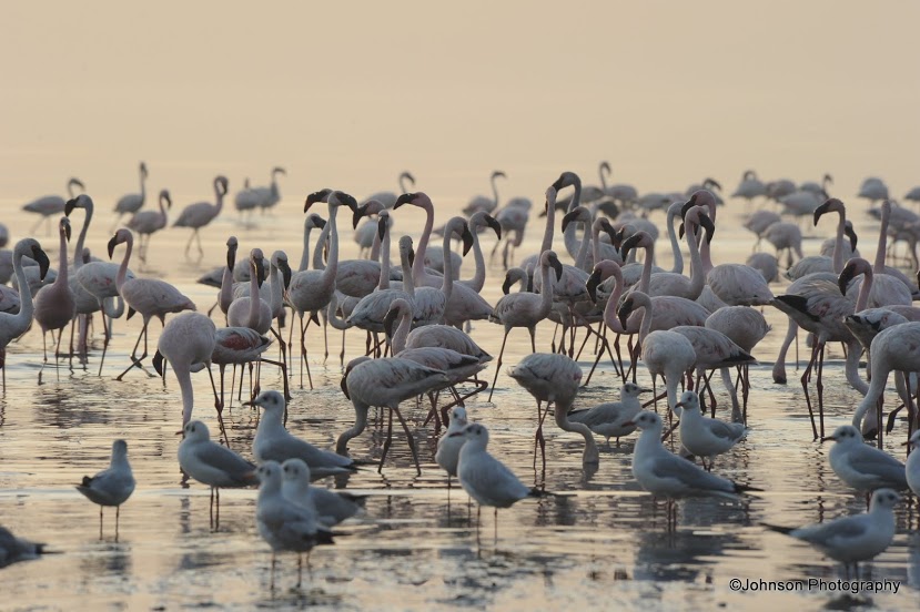 21 Sewri Flamingos