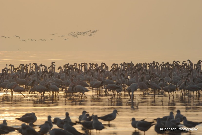 24 Sewri Flamingos