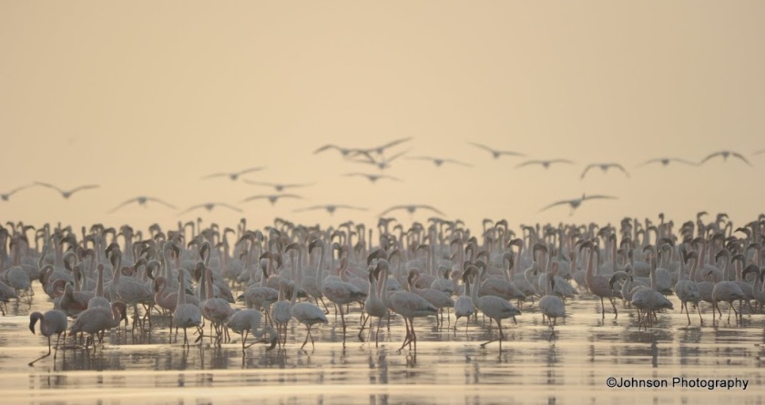 25 Sewri Flamingos