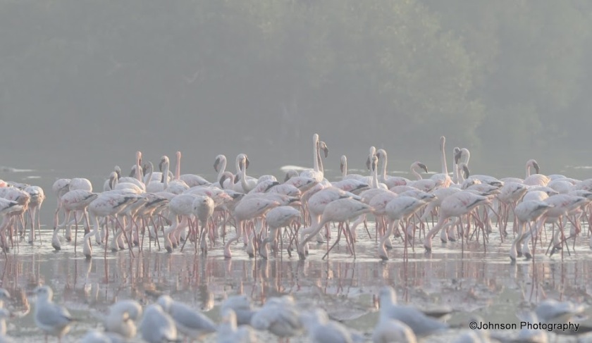 30 Sewri Flamingos
