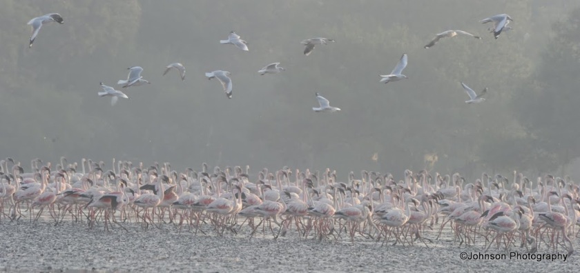 36 Sewri Flamingos