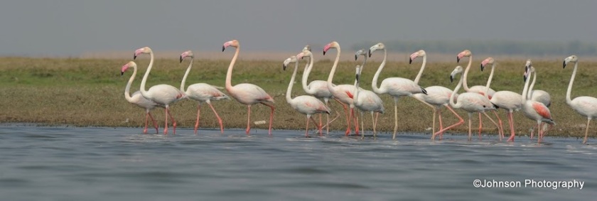 Flamingos 9