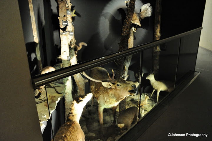 Exhibits inside the Museum of Alpine Fauna 
