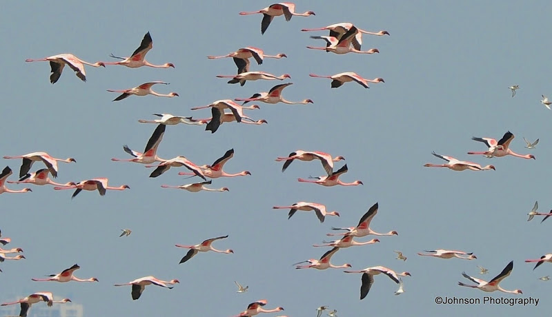 Flamingos in flight - From Seawoods, April 2016 