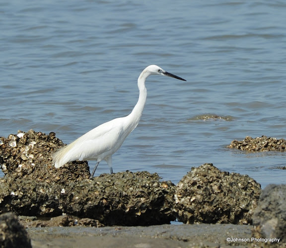 Egret - From Seawoods, April 2016