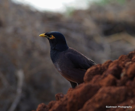 Common Myna - From Seawoods, April 2016 