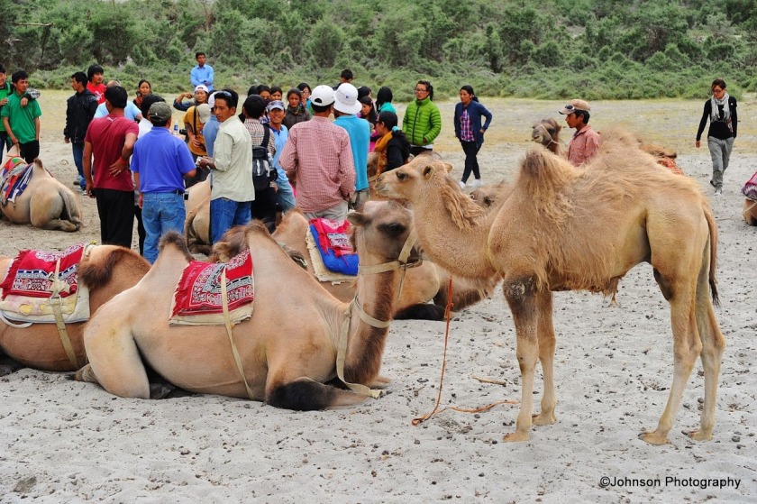 Tourists enjoying the ride on the Bactrian camel
